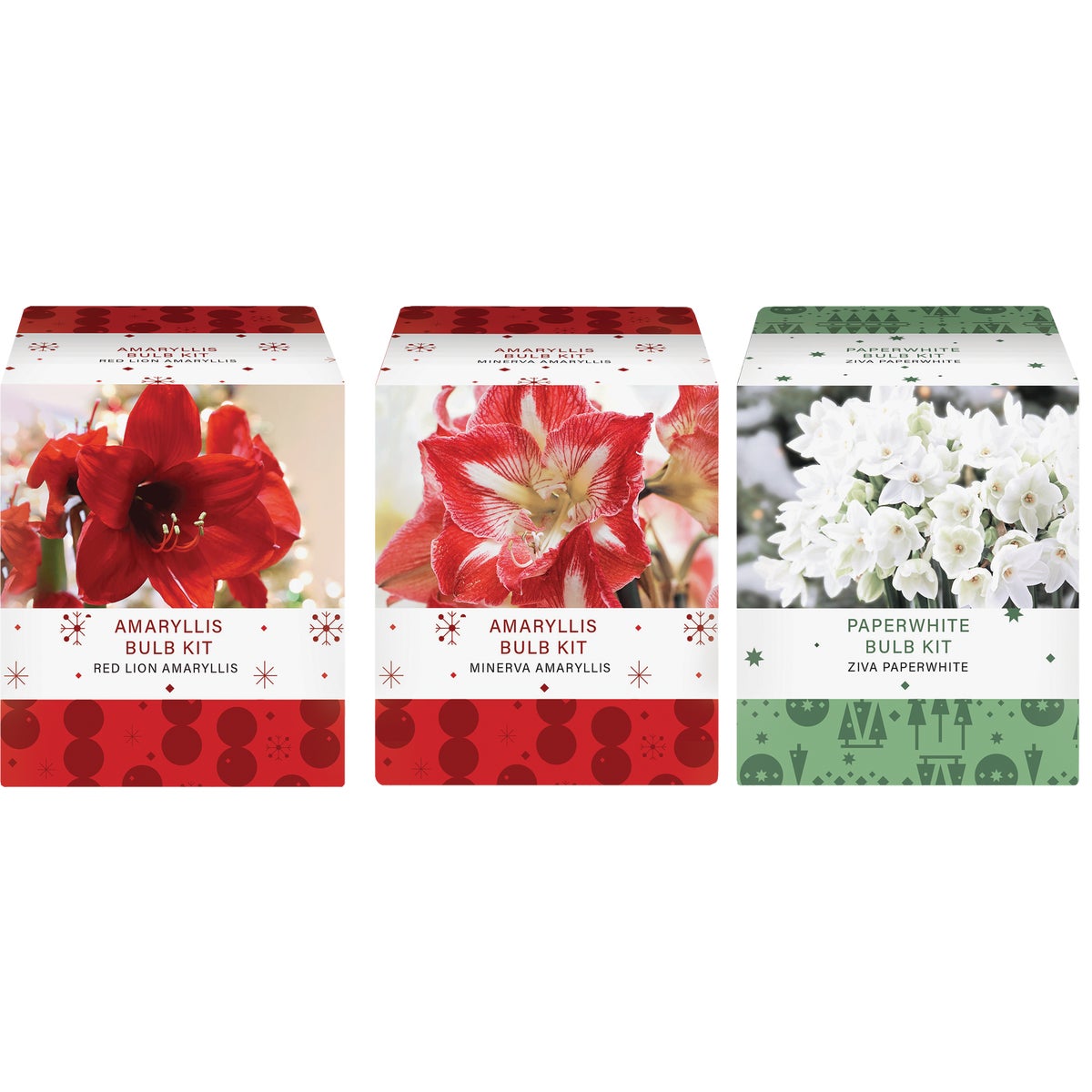 12PK ASST AMARYLLIS KIT - AMC-12 by Totalgreen