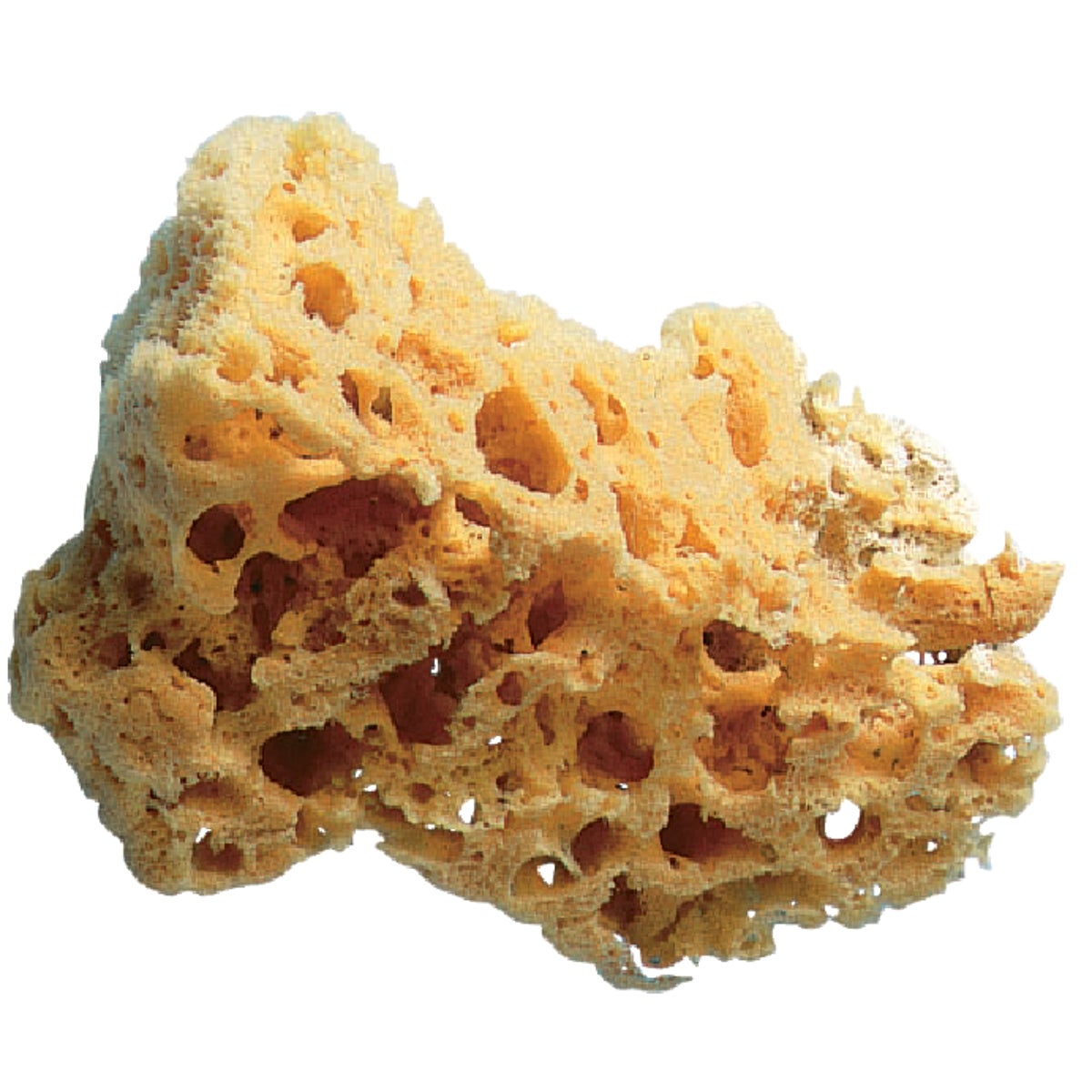 5-6" PAINT SPONGE - 10136 by Trimaco L L C