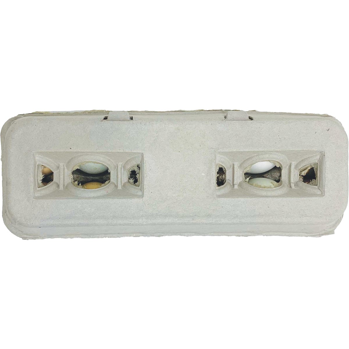 25CT BLNK EGG CARTON