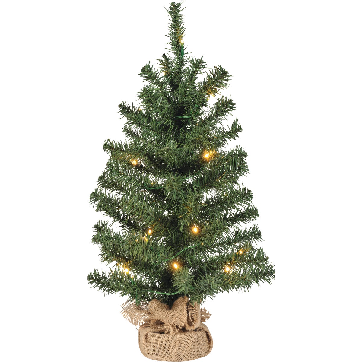 2P/L COLRAD SPRUCE TREE