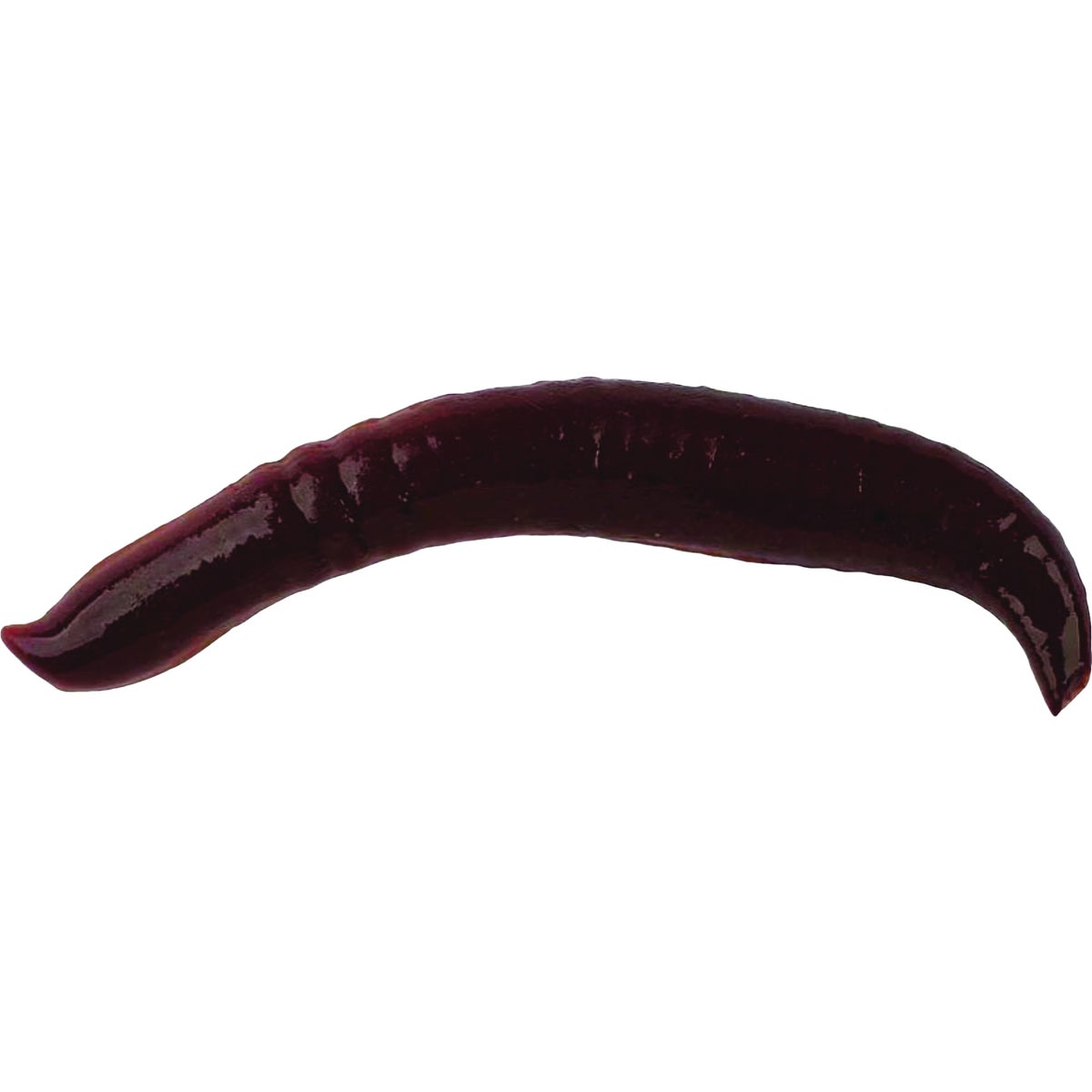 Berkley Gulp! 1 In. Pinched Crawler Nightcrawler (14-Pack)