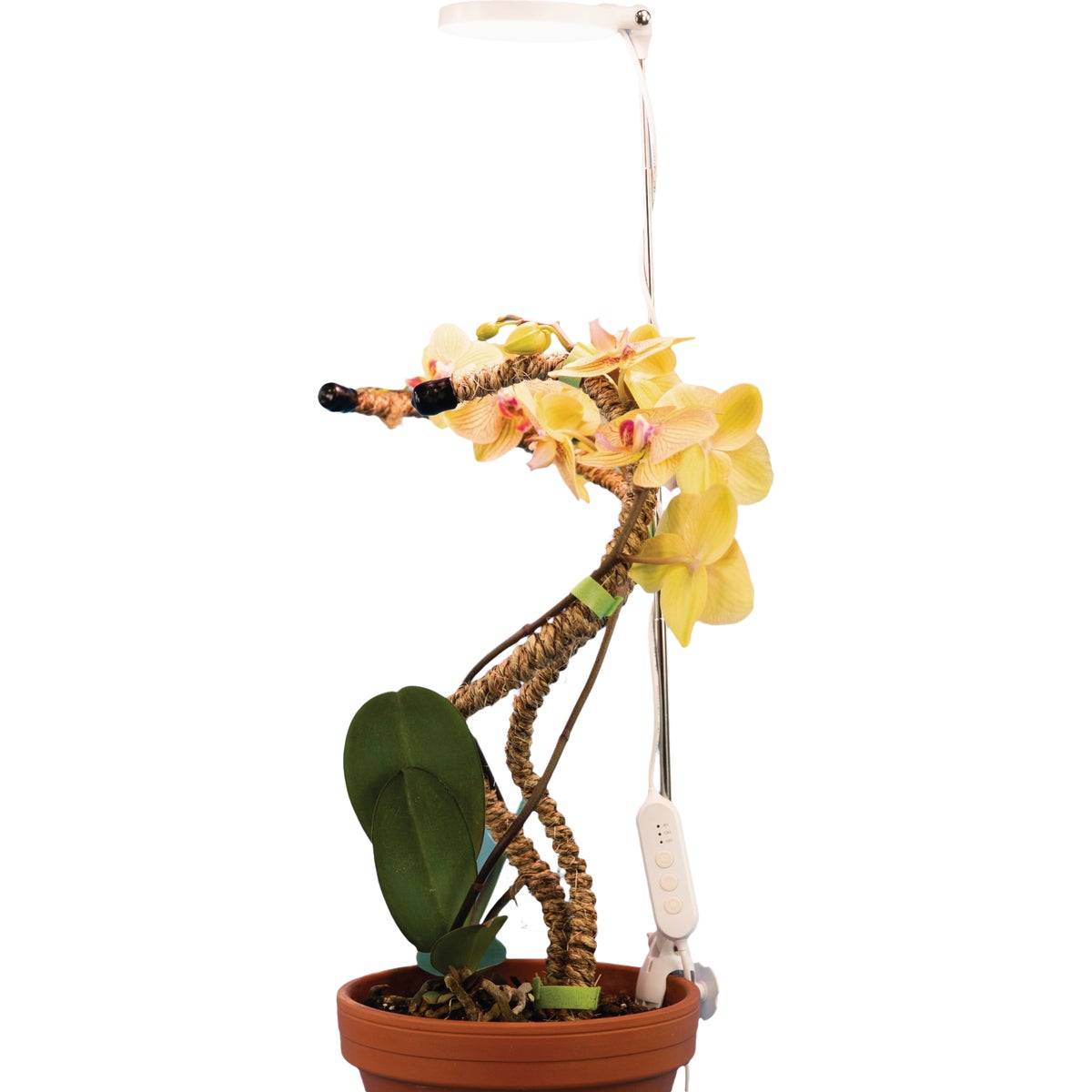 Mossify 10W LED White Adjustable Height LED Plant Light