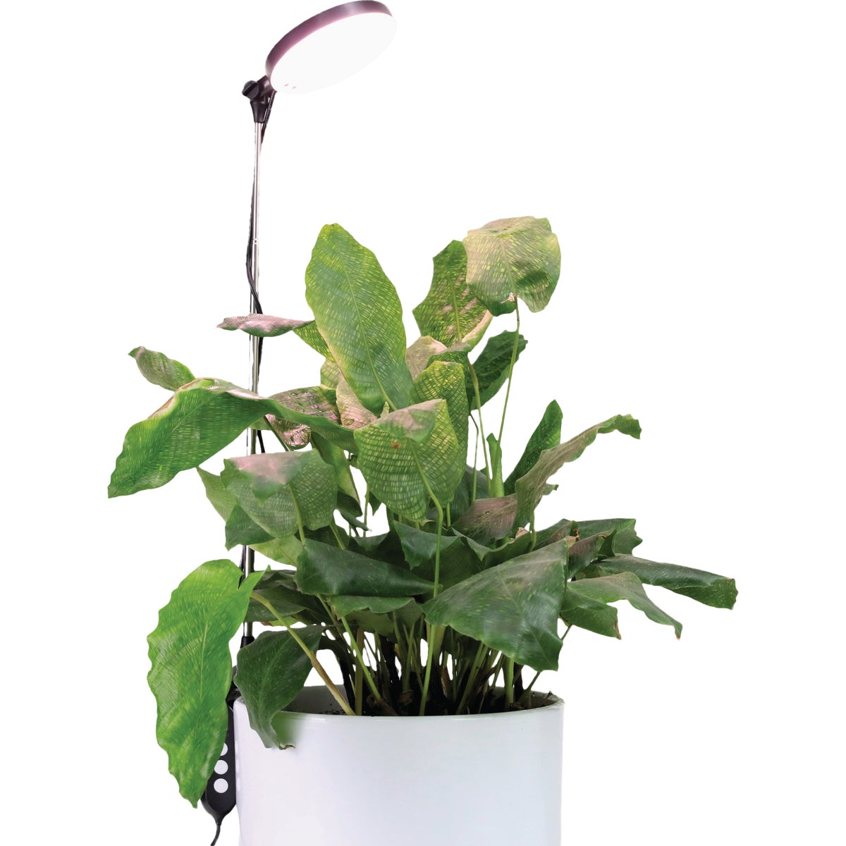 Mossify 10W LED Black Adjustable Height LED Plant Light